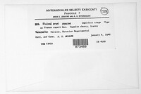 Elsinoe pruni image